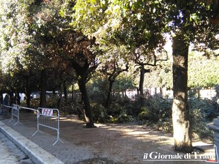 Trani, in piazza della Repubblica lecci pericolanti e malati. In corso le operazioni di potatura
