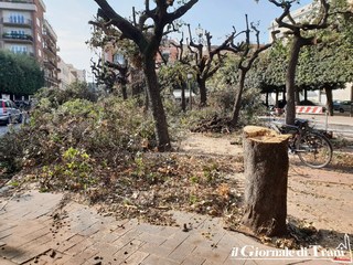 Trani, arriva il mercatino domenicale: sospesa la potatura in piazza. Tagliato un albero malato, viavai di curiosi sul posto