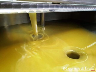 VIDEO. Anche a Trani una campagna olivicola difficile, ma sarà un olio di gran qualità