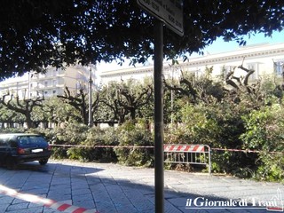 Trani e la potatura degli alberi in piazza della Repubblica, le tante perplessità di Tomasicchio