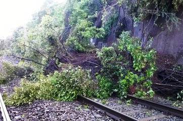 Alberi troppo vicini ai binari, ordinanza del dirigente per prevenire rischi: sotto osservazione largo Goldoni e piazza D'Acquisto