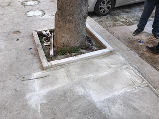 Trani, in piazza Domenico Sarro nuovi alloggiamenti per gli alberi e sistemazione del marciapiede