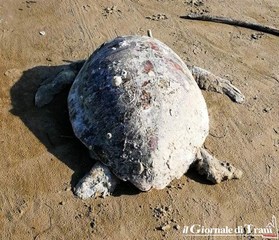 Tartarughe decapitate, un caso anche a Trani: il Wwf pensa ad un esposto in Procura