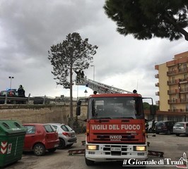 Vento forte a Trani, vigili del fuoco a largo Petrarca per rischio di caduta alberi sul ponte