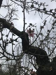Clima, Coldiretti Puglia: «Finta primavera: mandorli in fiore e gemme di albicocche e pesche già in schiusura»