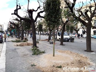 Trani, piazza della Repubblica: i nuovi alberi sono 36. Soltanto quattro proprio nel luogo da cui è partita la maxi bonifica