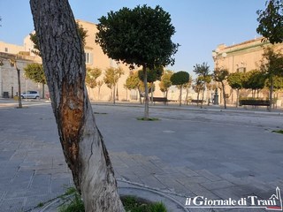 Trani e i vandali ancora a braccetto: scorticati gli alberi di piazza Plebiscito
