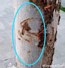 Trani, alberi scorticati in piazza Plebiscito: sospetti su un giovane che vi condurrebbe il proprio pitbull