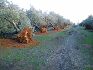 Xylella, l’Osservatorio fitosanitario regionale approva le procedure per il riconoscimento del sito indenne