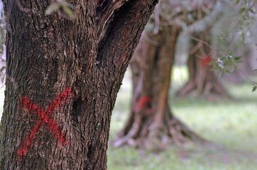 Gelate di febbraio scorso e Xylella, il consiglio comunale di Trani sostiene gli agricoltori