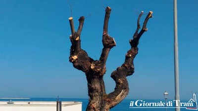 Trani, potati gli alberi sul lungomare Cristoforo Colombo