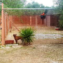 Lo chiamarono «canile lager»: a Trani ha riaperto l'ex Dog's hostel, rilanciato da un'associazione di Andria