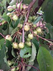 Danni alle coltivazioni causati da maltempo, Anci Puglia chiede supporto alla Regione