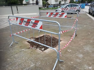 Trani, in viale Russia abbattuti tre salici. Interrogazione del Movimento 5 stelle