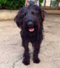 Cani randagi nel territorio di Trani, rettifica della determina: nessun aumento della diaria, cala l'impegno di spesa