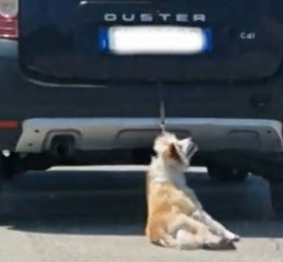 Trascinano cane per chilometri fra Trani e Barletta e lo riducono in fin di vita: due ragazzi fermano i responsabili. Merra va in procura, condanna anche da Bottaro