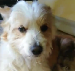 Il cane trascinato fra Trani e Barletta sta bene. Come nel film di Aldo, Giovanni e Giacomo, sarebbe stato legato dietro l'auto e poi dimenticato