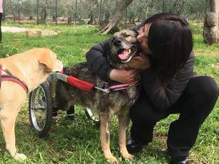 A Raffaella Merra la delega sul randagismo: è la prima che il sindaco di Trani affida ad un consigliere di minoranza