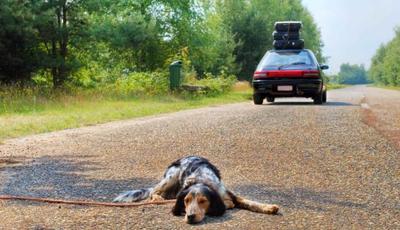 «No all'abbandono dei cani»: al via, anche a Trani, la campagna di sensibilizzazione contro i criminali delle vacanze estive