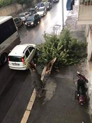Trani, acqua e vento fanno precipitare un albero al suolo: nessuna conseguenza