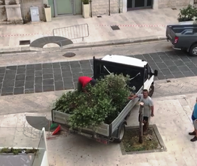 Ab... Battiti: tagliato albero per favorire lo show di domani a Trani. Di Gregorio: «Chiedo scusa, ma ne pretendo la sostituzione». Il precedente del 2013 e tanto altro