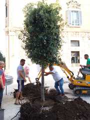 Trani, sostituito il leccio tagliato per Battiti live. Adesso, però, corsa contro il tempo per salvare gli altri: sono tutti malati