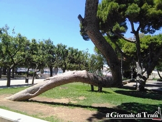 Caduto per nubifragio e sezionato: Trani, addio allo storico pino che dava il benvenuto al parco giochi della villa comunale