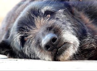 Trani e le sue processioni perdono il cane che fedelmente le accompagnava: Nerone lascia tutti dopo 14 anni di vita e amore