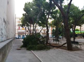 Trani, cade all'alba grosso ramo di pino in piazza Giovanni Paolo II: solo poche ore prima si era tenuta una manifestazione con tanti bambini