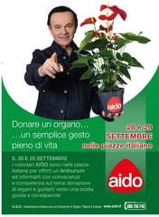 Donazione di organi, l'Aido oggi in piazza della Repubblica con “Un anthurium per l’informazione”