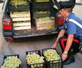 Ruba 20 chili di uva dal terreno di un agricoltore di Trani: bloccato in flagrante dai carabinieri