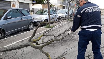 Trani, forti raffiche di vento: villa comunale chiusa, alberi spezzati e caduta di pali in diverse zone della città