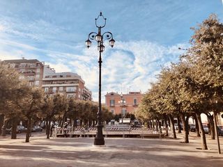 Trani, piazza della Repubblica: fra il lampione che ritorna e la pista che si affaccia, ecco gli alberi nuovamente rigogliosi