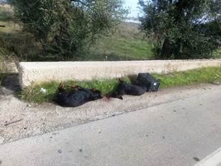 Due doberman investiti fra Trani e Barletta: della femmina, gravida, si tenterà di salvare i cuccioli