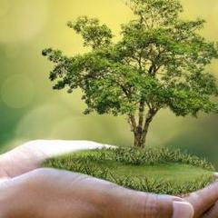 Alberi per i nuovi nati, l'associazione 