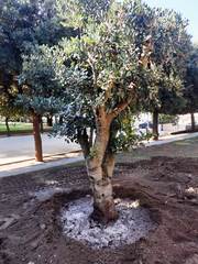 Un albero per ogni bambino nato, oggi manifestazione alla Beltrani