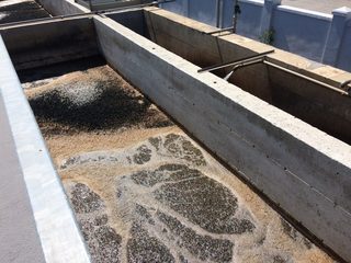 Comune di Trani, divieto di scarico delle acque meteoriche nella rete fognaria delle acque nere