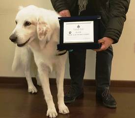Trani, prima civica benemerenza ad un cane: se l'è meritata Igor, per avere aiutato il suo padrone a salvare una vita