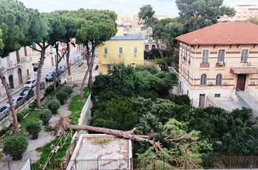 Vento forte a Trani, cade grosso pino nell'area dell'ex ospedale pediatrico. Allerta arancione fino a domattina