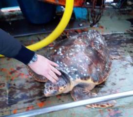 La marineria di Trani salva altre due tartarughe: presto il Wwf di Molfetta le restituirà al mare
