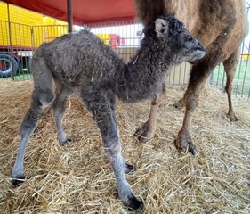 Trani, lieto evento al circo Marina Orfei: è nato un cucciolo di dromedario