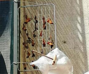 AGGIORNATO. Trani, ali di pollo in essiccazione su balcone: chiusa una porzione di corso Manzoni per la bonifica