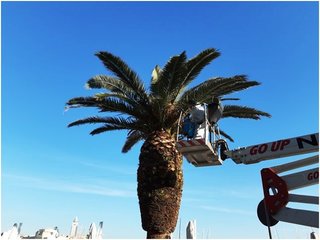 A Trani il Coronavirus non ferma la manutenzione del verde pubblico. Di Gregorio: «Lavoratori da elogiare in questo particolare momento»