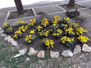 Trani, splende il verde in villa comunale e in altri spazi pubblici. Intanto, avviato il progetto 