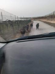Trani, questa volta l'assembramento è di cinghiali: eccoli a passeggio, ieri pomeriggio, a Boccadoro