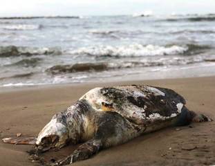Trani, carcassa di tartaruga ritrovata alla seconda spiaggia: potrebbe avere ingerito della plastica