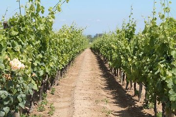 Sì agli spostamenti, anche fuori dal comune di residenza, per la cura dei campi: accolto l'emendamento di Piarulli (M5Stelle)