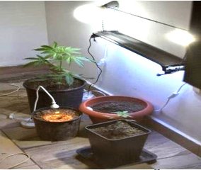 Nascondono un fucile in via Verdi e in casa coltivano canapa indiana: la polizia di Trani blocca due giovani