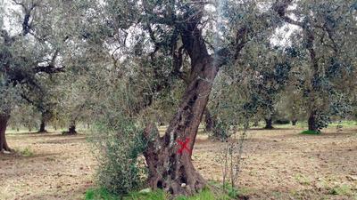 Lotta alla Xylella fastidiosa, le raccomandazioni dell'assessore Di Gregorio: «Si mettano in pratica le buone pratiche agricole»