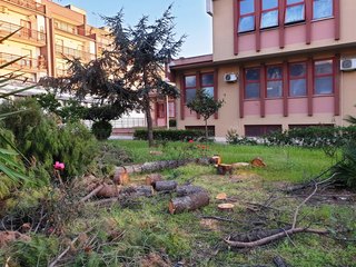 Scuola Beltrani, tagliati due pini pericolanti. Addio ad altri alberi in via Malcangi e al cimitero